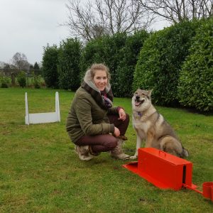 flyball, omheind veld, Tsjechoslowaakse WolfHond, omheind veld