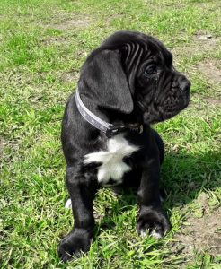 Cane Corso Borre Pup-coaching