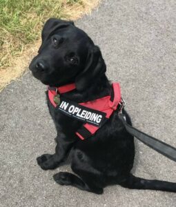 Dano labrador pup